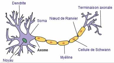 Les neurones sont des cellules avec de nombreux prolongements. © Selket, Wikimedia, CC by-sa 3.0