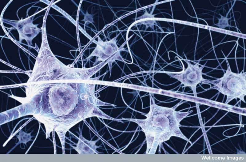 Le système nerveux autonome, composé de nerfs et de neurones en communication, nous permet de réguler les fonctions vitales sans même y réfléchir. © Benedict Campbell, Wellcome Images, Flickr, cc by nc nd 2.0