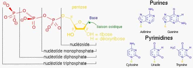 Un nucléotide est déterminé par sa base azotée, par le sucre, et par le nombre de phosphates. © Wikimedia, domaine public