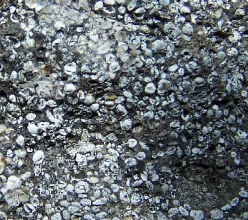 Roche phosphatée oolithique datée du Permien (Montana, USA). © Richard I. Gibson CC by sa 3.0