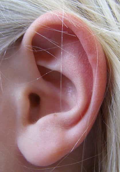 L'oreille moyenne comporte le tympan et les osselets. © DR