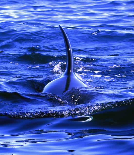 Les orques se situent au sommet d'une chaîne alimentaire. Ils ont donc un niveau trophique supérieur à celui des poissons qu'ils consomment. © pntphoto, Flickr, cc by nc sa 2.0