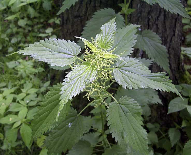 Si l'on n'apprécie pas qu'elles nous piquent, les orties font partie des plantes médicinales. Elles sont notamment connues pour leurs propriétés anti-inflammatoires, et font partie des ingrédients de certaines recettes de grand-mère, car elles atténuent les douleurs rhumatismales. Entre autres. © Uwe H. Friese, Wikipédia, cc by sa 3.0