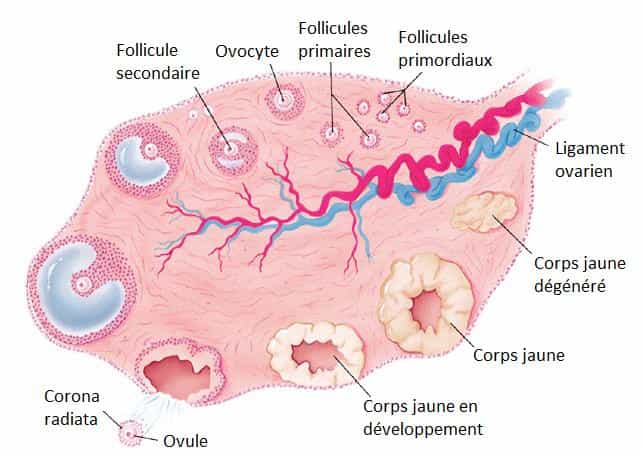 C'est dans les ovaires que l'ovulation a lieu. © DR