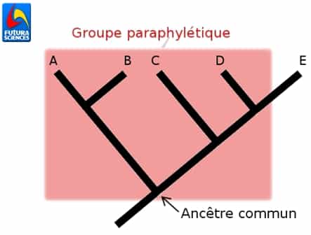 Dans ce cladogramme, la sélection rouge est paraphylétique car elle n'inclut pas tous les descendants de l'ancêtre commun (E est exclu du groupe). © Quentin Mauguit, Futura-Sciences