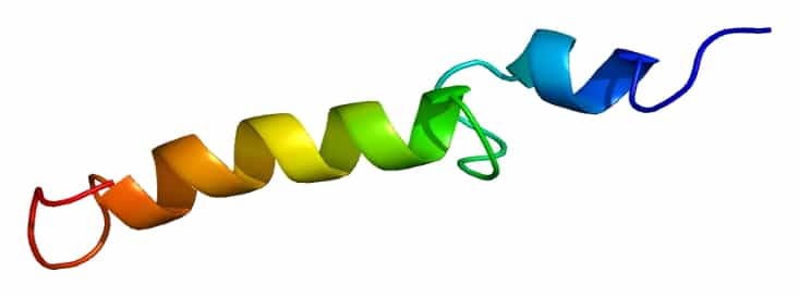 La parathormone est un peptide composé de 84 acides aminés. © Emw, Wikipédia, cc by sa 3.0