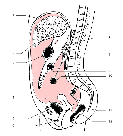Le péritoine est une membrane qui entoure de nombreux organes. 1 : diaphragme - 2 : foie  - 3 : estomac - 4 : vessie - 5 : os pubien  - 6 : vagin - 7 : pancréas - 8 : duodenum - 9 : côlon transverse - 10 : intestin grêle - 11 : utérus - 12 : rectum. © Wikimedia Commons
