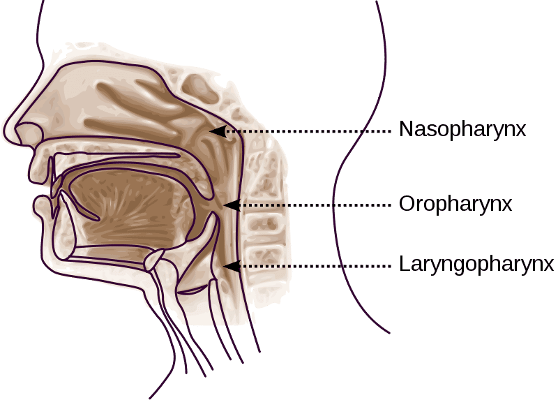 d-finition-pharynx