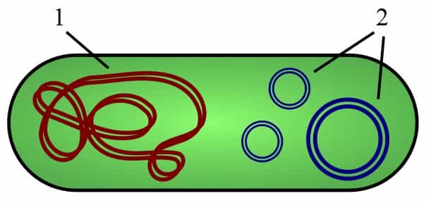 Les plasmides (en bleu) sont des morceaux d'ADN circulaires dissociés du chromosome (en rouge). © Spaully, Wikimedia, CC by-sa 2.5 