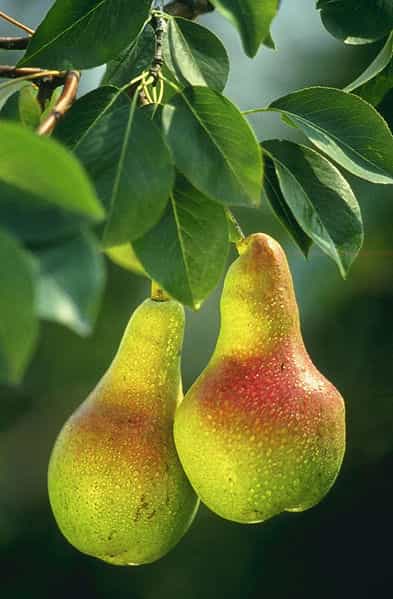 La poire est un fruit peu calorique à consommer à partir de la fin de l'été. © DR