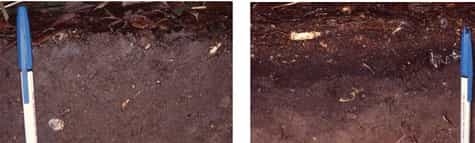 Comparaison entre mull (à gauche) et moder (à droite), deux formes différentes d'humus. Le mull montre une litière très mince, restant moins d’un an à la surface du sol, au-dessus d’un horizon grumeleux montrant un mélange intime de matière organique et de matière minérale : ce travail d’incorporation est réalisé principalement par les vers de terre. © DR J.-F. Ponge