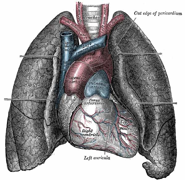 Schéma des poumons. © Gray’s Anatomy, domaine public
