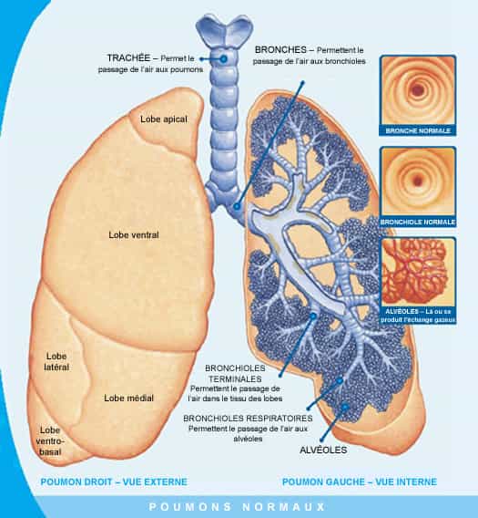 Les poumons font partie du système respiratoire. Constitués de bronches, de bronchioles et d'alvéoles, ils assurent les échanges gazeux entre l'organisme et l'air ambiant. © www.cfeducation.ca