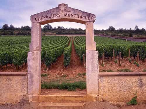 Le Montrachet produit des vins blancs accompagnant des mets fins. © DR