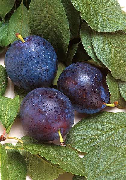 Les quetsches sont une des variétés de prunes, à consommer à la fin de l'été. © DR