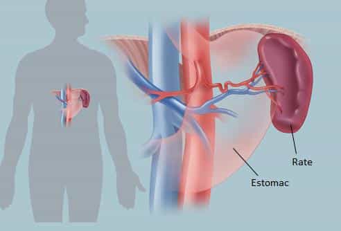 La rate est un organe lymphoïde secondaire. © WebMD