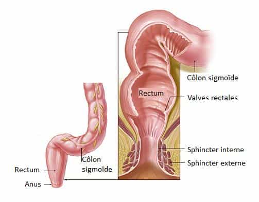 Le rectum fait suite au côlon, et abouche sur l'anus. Crédits DR