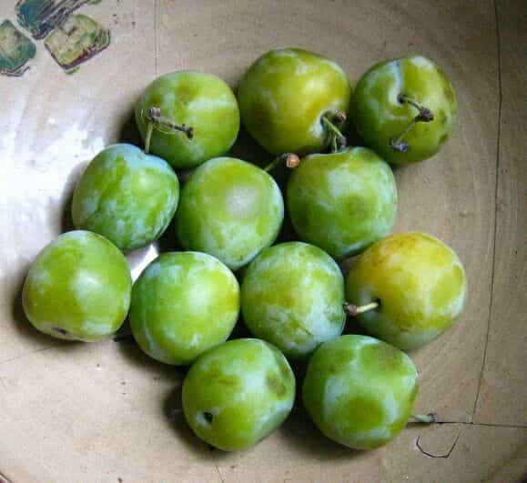 La reine-claude est une prune de couleur verte, créée en France. © DR