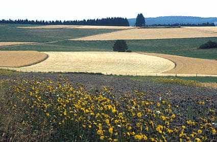 Le remembrement donne naissance à des paysages agricoles dépourvus de végétation haute. Il est une cause de la débocagisation. © Territoire-de-Belfort.gouv.fr