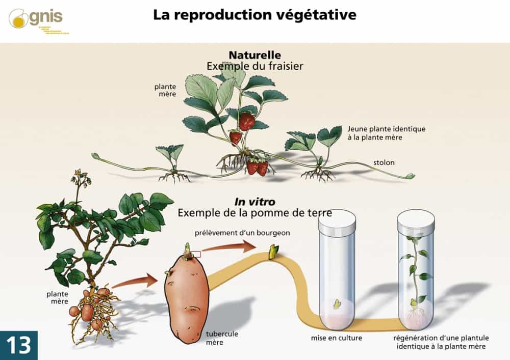 La reproduction végétative peut se produire de façon naturelle ou artificielle. Sur le schéma, la reproduction naturelle du fraisier est réalisée grâce au stolon. La jeune plante est exactement identique à la plante mère. De manière artificielle, la reproduction végétative se fait in vitro. Dans le schéma, le bourgeon de&nbsp;la pomme de terre est extrait dans un tube à essai, il est mis en culture. La plante fille est exactement identique à la plante mère.&nbsp;© Gnis