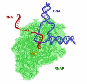 Les ARN polymérases synthétisent des brins d'ARN (en rouge), le plus souvent à partir d'ADN (en bleu). © Abbondanzieri, Wikimedia, domaine public