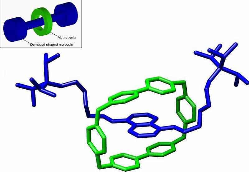 Voici un exemple de rotaxane. Le macrocycle (en vert) entoure une molécule plus axiale (en bleu) en forme d'haltère (dumbbell-shaped molecule), avec les extrémités plus larges, empêchant le macrocycle de s'échapper. © M Stone, Wikipédia, cc by sa 3.0