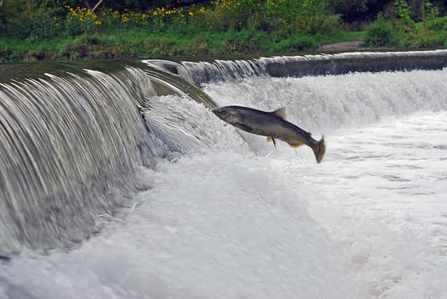 Le saumon, anadrome, remonte les rivières pour se reproduire. &copy; ZaNiaC, Flickr, cc by nc sa 2.0