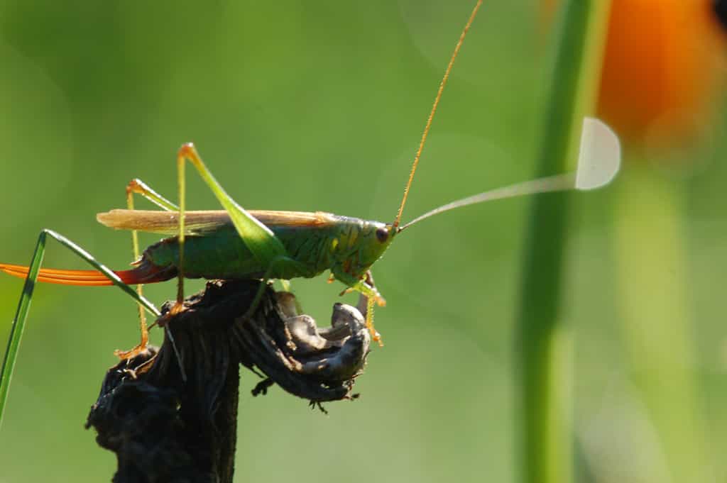 L'ovipositeur est visible à l'arrière du corps de cette sauterelle. Cet&nbsp;insecte orthoptère&nbsp;se reconnaît grâce&nbsp;à ses pattes arrière adaptées au saut et à ses longues antennes.&nbsp;© 64k.be, Flickr, CC by-nc-sa 2.0
