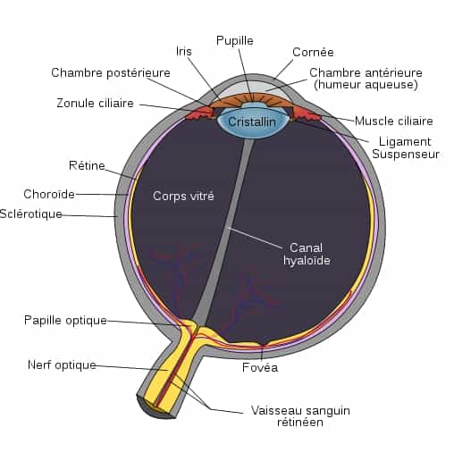 Sur ce schéma de l'œil, la rétine correspond à la partie jaune située en arrière de l'organe, connectée au nerf optique. C'est la région dans laquelle se trouvent les photorécepteurs (cellules en cônes et en bâtonnets) qui vont transformer la lumière en influx électrique. Ce sont ces mêmes cellules qui disparaissent dans le cas de rétinite pigmentaire.&nbsp;© Rhcastilhos, Wikipédia, DP