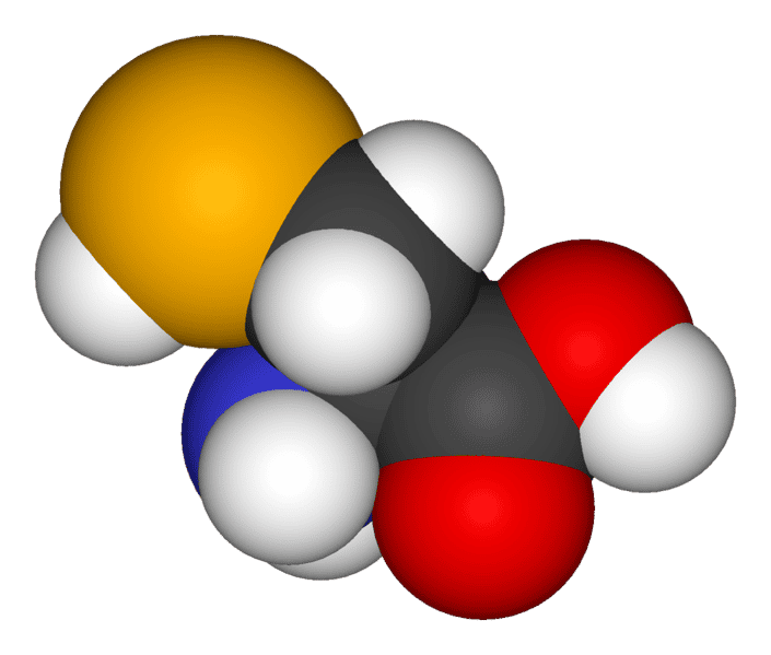 La sélénocystéine est un acide aminé rare qui s'incorpore au niveau d'un codon stop. © Domaine public