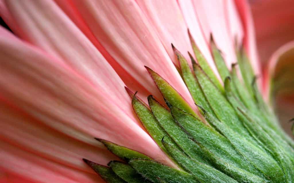 Le calice formé par les sépales sert uniquement à protéger les organes sexuels de la plante durant leur développement. Ils n’ont aucune fonction dans la reproduction. © Muffet, Flickr, CC by 2.0