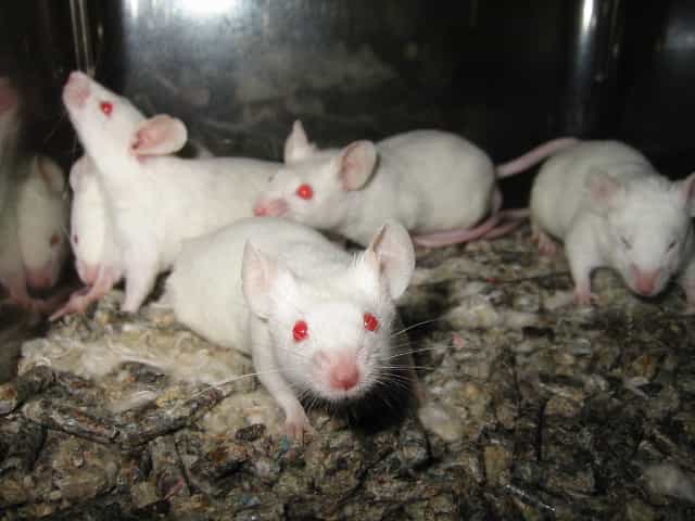 Les souris de laboratoire peuvent être albinos. © Aaron Logan, Wikimedia, CC by 1.0