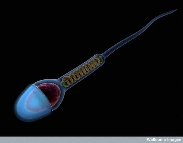 L'acrosome, contenant l'acrosine et d'autres enzymes, se situe à l'avant du spermatozoïde (ici en bleu clair). C'est l'outil qui sert à la cellule sexuelle pour forer dans la zone pellucide et atteindre l'ovule.&nbsp;© Anna Tanczos, Wellcome Images, Flickr, cc by nc nd 2.0