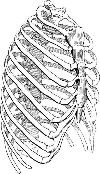 Les côtes forment avec le sternum la cage thoracique. © DR