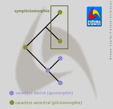 La symplésiomorphie est le partage d'une plésiomorphie. &copy; Bruno Scala/Futura-Sciences