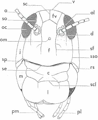 Schéma d’une tête de Locusta migratoria, le criquet migrateur, vue de face. Le labre correspond à la lettre l. Les autres lettres correspondent à : antenne (a), clypeus (c), dépression antennaire (d), front (f), fastigium du vertex (fv), joue (j), mandibule (m), ocelle médian (om), ocelle latéral (ol), palpe labial (pl), palpe maxillaire (pm), région subgénale (rs), suture coronale (sc), suture clypéolabrale (scl), suture épistomiale (se), suture oculaire (so), suture pleurostomiale (sp), suture sous-oculaire (sso), vertex (v). © Cirad