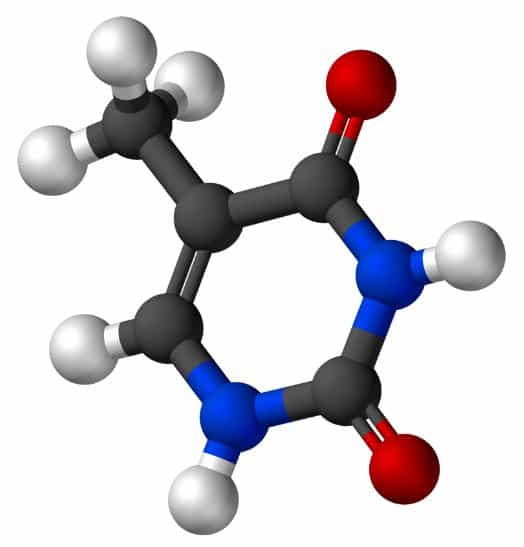 La thymine est une base pyrimidique. © Vesprcom, Wikimedia, domaine public