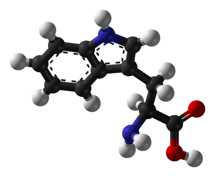 Le tryptophane est un acide aminé essentiel. © Benjah-bmm27, Wikimedia, domaine public
