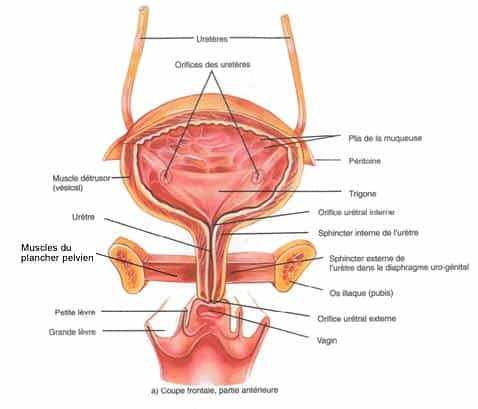 Vue de la vessie et d'une partie du système urinaire féminin. © www.wowsante.ca