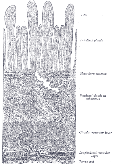 Les villosités de l'intestin, parallèles et verticales, sont visibles entre la lumière (blanc, en haut) et les différentes couches cellulaires de la paroi intestinale. Crédits DR.