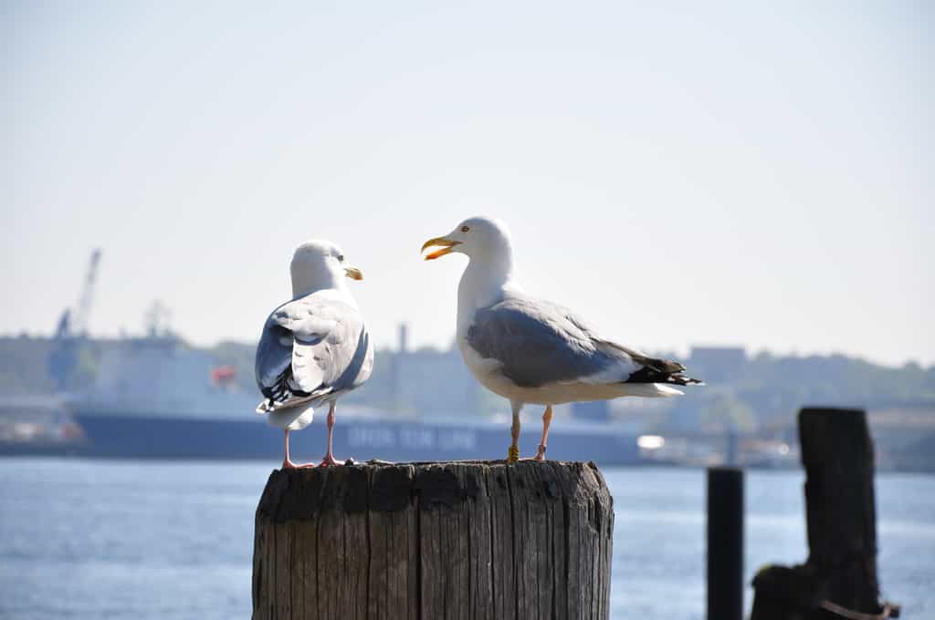Les goélands sont des oiseaux marins sauvages qui profitent de la présence humaine. © Marco2811, Adobe Stock