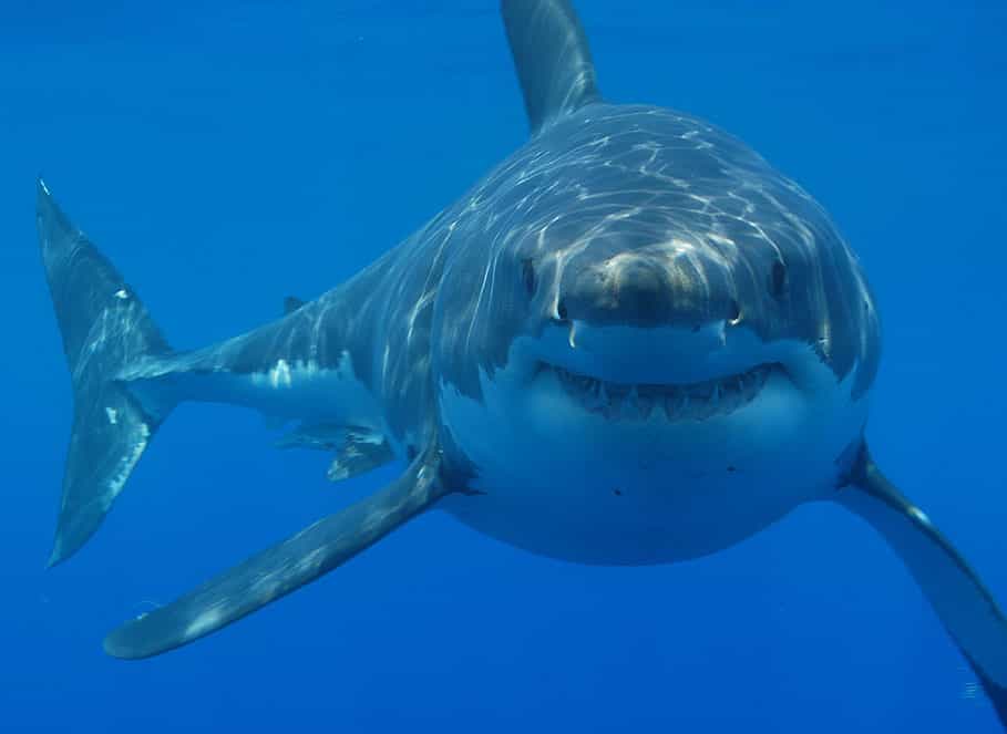 Le grand requin blanc est généralement solitaire. Il ne cesse de nager pour apporter à l'organisme l'oxygène nécessaire à sa survie. C'est le seul requin à sortir la tête hors de l'eau pour observer son environnement. © hermanusbackpackers, Flickr, cc by 2.0
