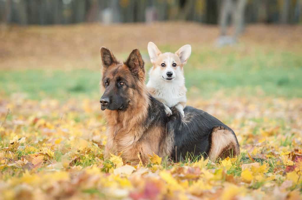 Des chercheurs de l’université d’Adélaïde (Australie) avancent que les grands chiens vivent moins longtemps que les petits parce qu’ils sont plus sensibles au cancer. © Rita Kochmarjova, Adobe Stock