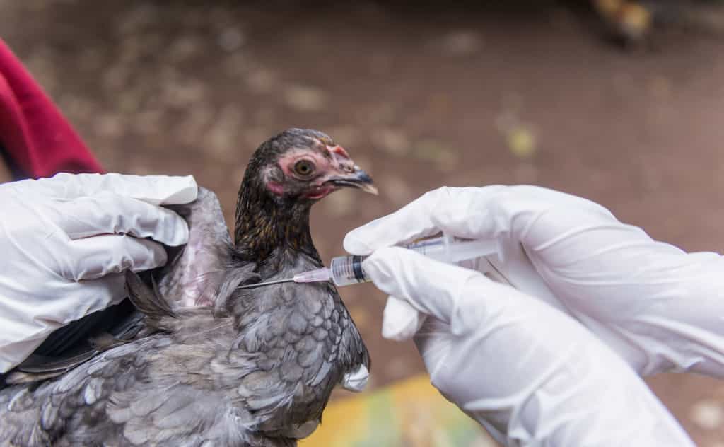 La grippe aviaire est très contagieuse. © pomchathong007, Adobe Stock