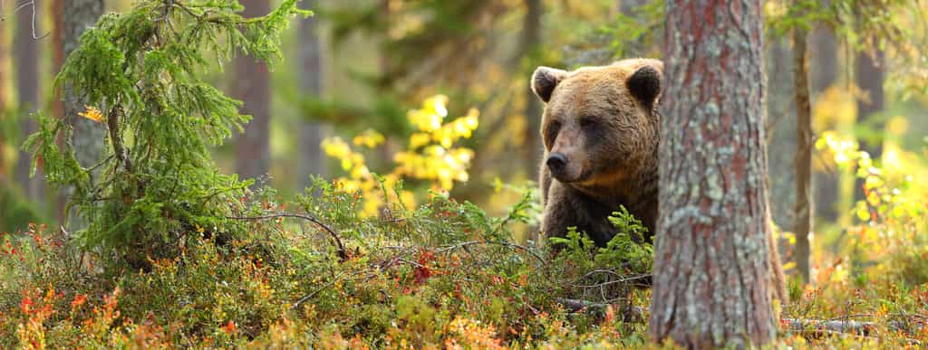 Le grizzly a la réputation d'avoir un très bon odorat. De là à sentir les changements dans le cycle menstruel de la femme ? © Diliff, Wikipédia, cc by 2.5