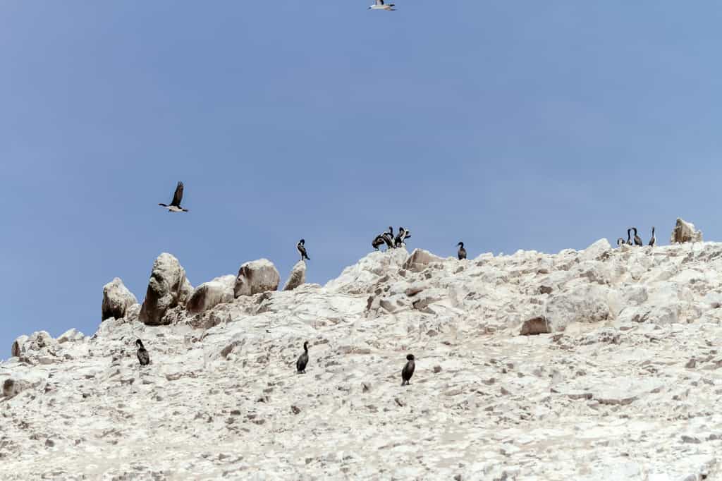 En raison de la forte concentration d'oiseaux marins dans certaines colonies, le guano peut s'accumuler en quantités massives au fil du temps, comme ici sur une des îles Ballesta (Pérou). © Simonmayer, Adobe Stock