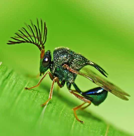L'espèce de guêpe parasite des fourmis Pseudochalcura nigrocyanea est aussi sublime que redoutable. © Domaine public