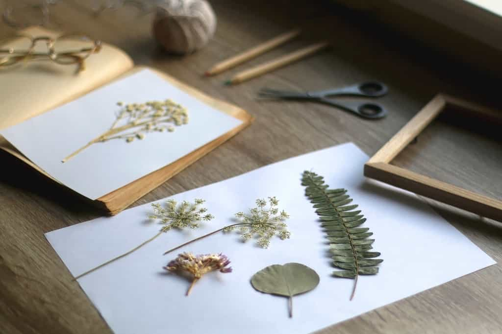 « Jeanne Barret est probablement responsable de la collecte de la plupart des plantes d’Amérique du Sud, dont plus d’un millier se trouvent encore dans les herbiers aujourd’hui. » © jelena990, Adobe Stock