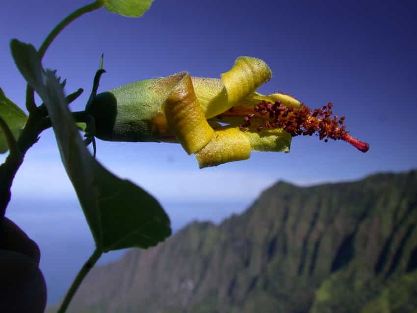 Hibiscadelphus woodii est une espèce d'arbre à fleurs endémique d'Hawaï considérée comme éteinte depuis 2016. Elle ressurgit en 2019 sous forme d'une colonie de trois individus identifiés à l'aide d'un drone. © Kenneth Wood, NTBG