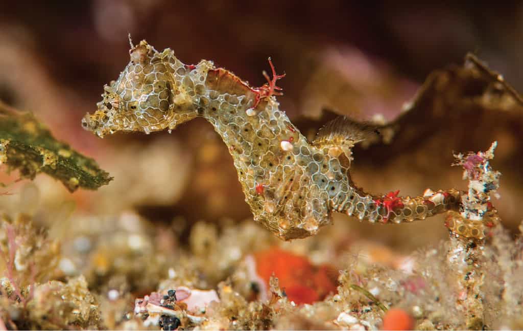 Hippocampus japapigu observé au large de l’île Hachijo-jima à 15 mètres de profondeur. © Richard Smith/ Zookeys 2018.